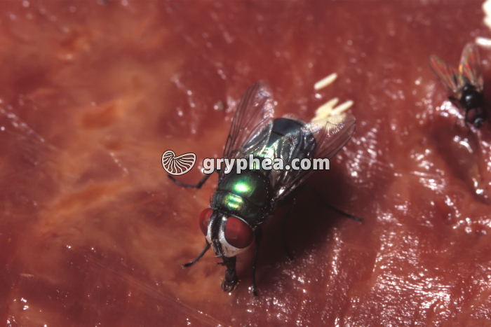 Mouche - ponte des oeufs - gryphea.com